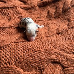 Blue Merle Female 1 - Blue merle female Miniature Australian Shepherd puppy in Washington, Indiana from Southern Indiana Mini Aussies
