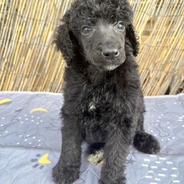 Romeo (wDenise1250) - Silver male Poodle puppy in Meadowbrook, California from Standard Poodle Pups