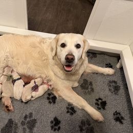 Golden Retriever puppies from Gravitas Golden Retrievers