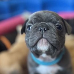 French Bulldogs from Perez Frenchies