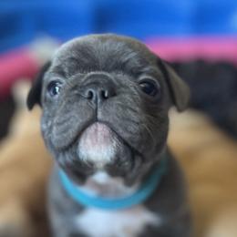 French Bulldogs from Perez Frenchies