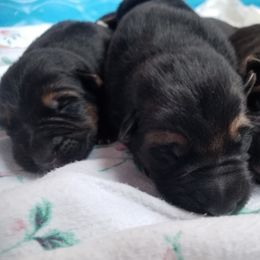 German Shepherd Puppies from Spruce Valley German Shepherds