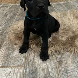 Teal Collar - Black female Cane Corso puppy in Fritch, Texas from Carrie Brown's Cane Corsos