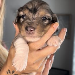 Smokey - Dapple male Dachshund puppy in Brandon, Florida from Knights Dachshunds
