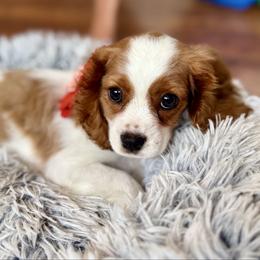 Felicity - Blenheim female Cavalier King Charles Spaniel puppy in Mount Dora, Fl, Florida from Breezy Palms Cavaliers