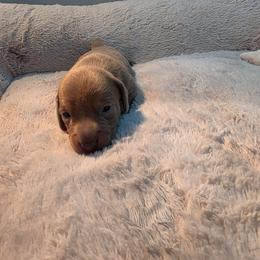 Isabella boy - Fawn (Isabella) male Dachshund puppy in West Plains, Missouri from Spring Creek Dachshunds
