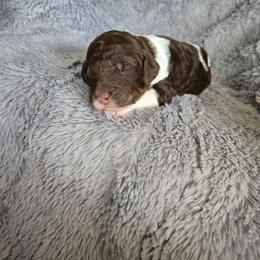 Brown Parti - Parti female Poodle puppy in Bauxite, Arkansas from Mountain Ridge Poodles