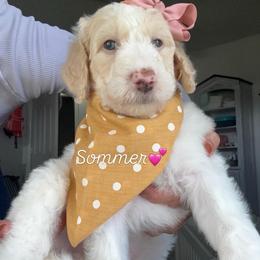 Sommer - Parti female Assorted Doodle Crosses puppy in Port Saint Lucie, Florida from Sommerdoodle