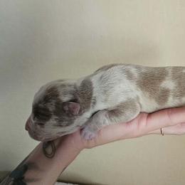Boy 5 - Lilac male American Bully puppy in El Paso, Texas from PaPaws Gotta Love It Kennels