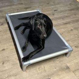 Rumor - Labrador Retriever