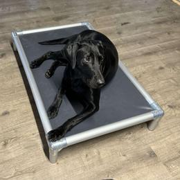 Rumor - Labrador Retriever