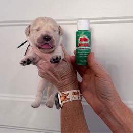 Boy 3 Dark Green - Light golden male Golden Retriever puppy in Mc Minnville, Tennessee from Wishaw Whisky Golden Retrievers