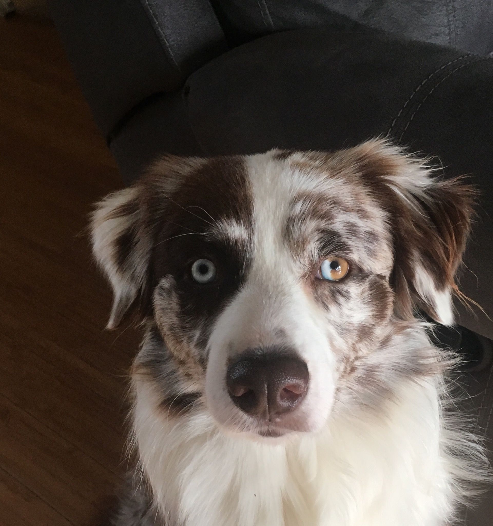 Sullivan Australian Shepherds in Mississippi | Australian Shepherd ...