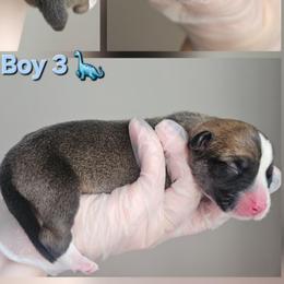 Boy 3 - White and red male Pembroke Welsh Corgi puppy in Tomball, Texas from Larsen Loved Corgis