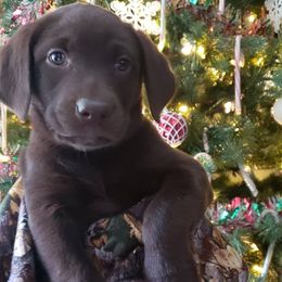 Labrador Retrievers from DK Redwood Labradors
