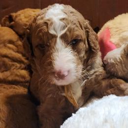 Abigail - Caramel female Labradoodle puppy in Fostoria, Michigan from North Country Kennel Club