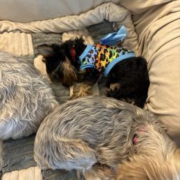 Coco Cronin - Black and gold female Yorkshire Terrier puppy in Phoenix, Arizona from Coursey’s Yorkies