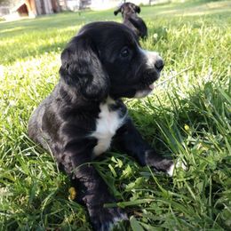 English Cocker Spaniel Puppies from Crack O' Dawn Cockers