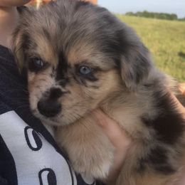 Australian Shepherd Puppies from Supernatural Aussies