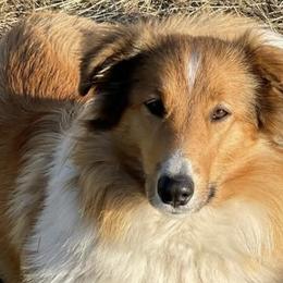 Old Time Scotch Collies from Sandy Bottoms Farm