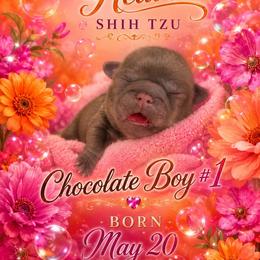 Boy 1 - Chocolate male Shih Tzu puppy in Dallas, Texas from Almost Heaven Shih Tzu