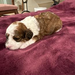William - Brown male Maltipoo puppy in Santaquin, Utah from Willow & Wag Farm