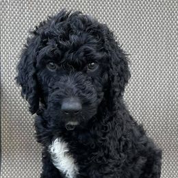Aussiedoodles from Dairyland Doodle Dogs