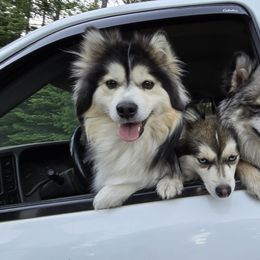 Pomsky All Grown Up from Kenna'z Kuddly Pomskiez