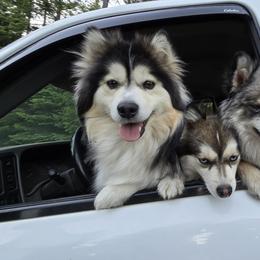 Pomsky All Grown Up from Kenna'z Kuddly Pomskiez