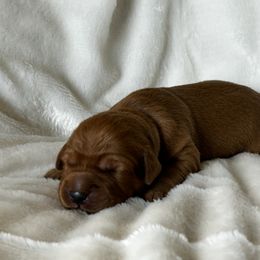 Girl 4 - Dark golden Golden Retriever puppy in Casper, Wyoming from Rosie’s Goldies