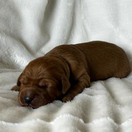 Girl 4 - Dark golden Golden Retriever puppy in Casper, Wyoming from Rosie’s Goldies