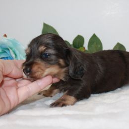 Girl 2 - Chocolate and tan female Dachshund puppy in Collins, Georgia from Liberty Longhair Dachshunds