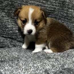 Red Boy - Red male Pembroke Welsh Corgi puppy in De Witt, Arkansas from Western Plains Kennel