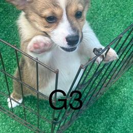 Girl 3 - Pembroke Welsh Corgi puppy from Delgado’s Corgi’s
