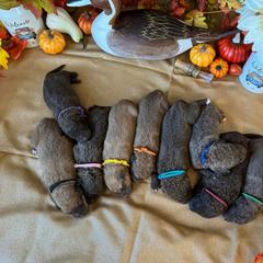 Chesapeake Bay Retriever Puppies from Soap Stone Ridge