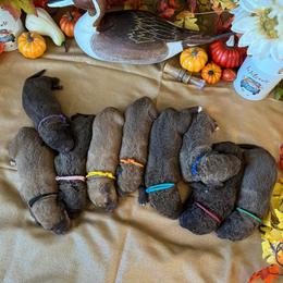 Chesapeake Bay Retriever Puppies from Soap Stone Ridge