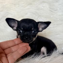Samantha - Black and tan female Chihuahua puppy in Allentown, Pennsylvania from Tsunami Cockers & Chihuahuas