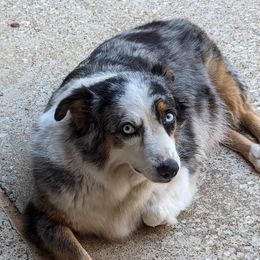 Ivy - Miniature American Shepherd