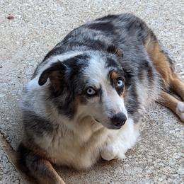 Ivy - Miniature American Shepherd