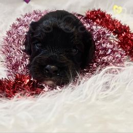 Cavalier King Charles Spaniel and Cavapoo Puppies from K’s Cavys