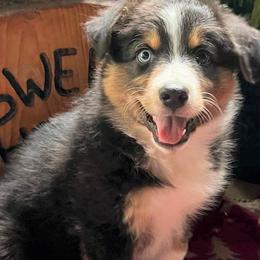 Australian Shepherd Puppies from Black Canyon Corral Aussies