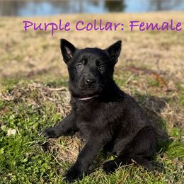 Girl 1 - German Shepherd puppy from Crown H Shepherds