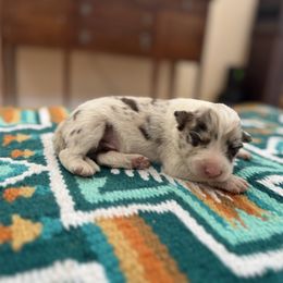 Gus - Red merle male Border Collie puppy in New Mexico from Twisted Biscuit Border Collies