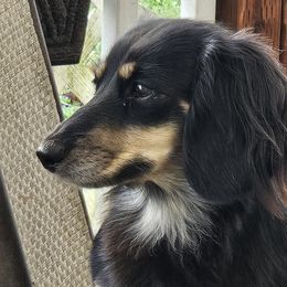 Dachshunds from Willow Moons Dachshunds