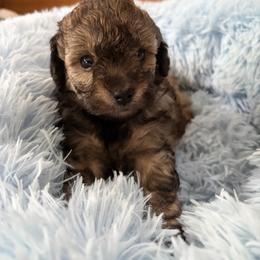 Bettie - Sable female Poodle puppy in Brandenburg, Kentucky from Paradise Poodles