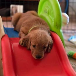 Golden Retriever Puppies from TimberPineGoldens