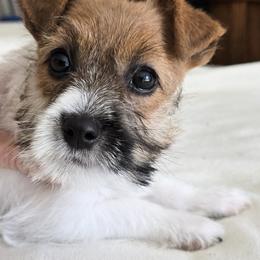 Freedom - White and tan male Russell Terrier puppy in Royal Oaks, California from Rose In Vale Russell Terriers