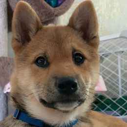 Shiba Inu All Grown Up from The Queen of Shibas