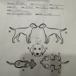 Sturgeon Moon - Liver and white male German Shorthaired Pointer puppy in San Antonio, Texas from Alvarado Farm Kennels, LLC