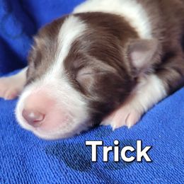 Trick - White and red male Border Collie puppy in Dundy County, Nebraska from Stag Valley Homestead